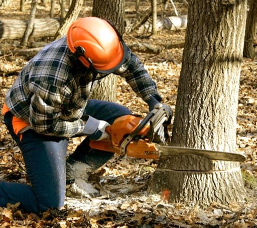 Tree Removal in Waverly Hall, GA